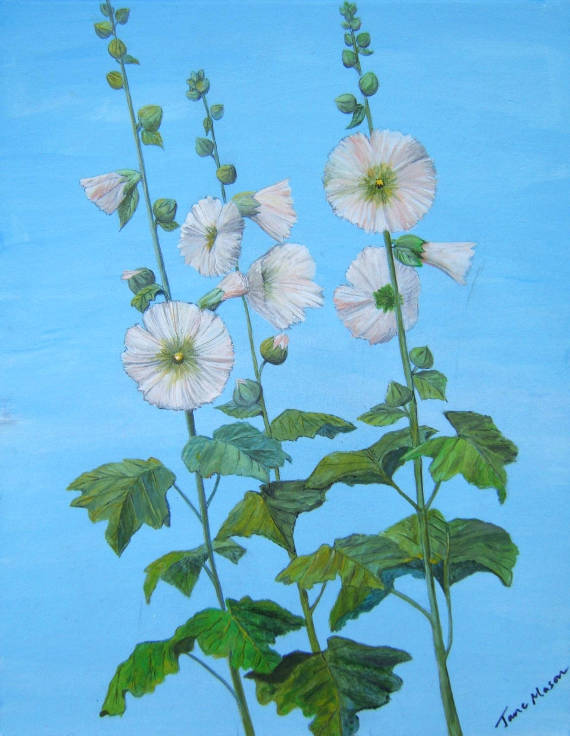 hollyhocks